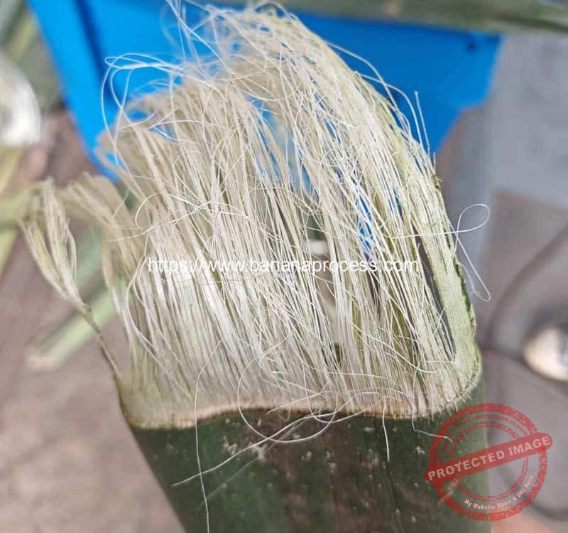 Semi-Automatic-Sisal-Fiber-Extracting-Making-Machine-Fiber-for-Nigeria-Customer